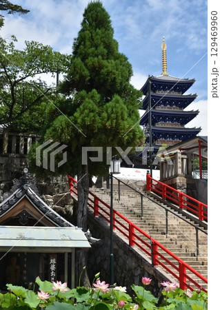 蓮の花咲く中山寺 129469960