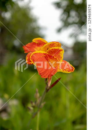 Canna lilly flower Canna lilly flower 129469974