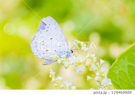 花の蜜を吸うルリシジミ 129469989