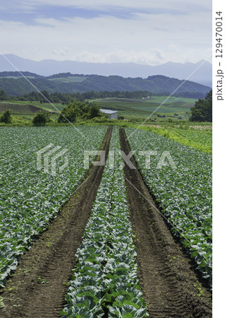 群馬県嬬恋高原のキャベツ畑 縦位置 群馬県嬬恋高原のキャベツ畑 縦位置 129470014