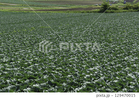 群馬県嬬恋高原のキャベツ畑 群馬県嬬恋高原のキャベツ畑 129470015