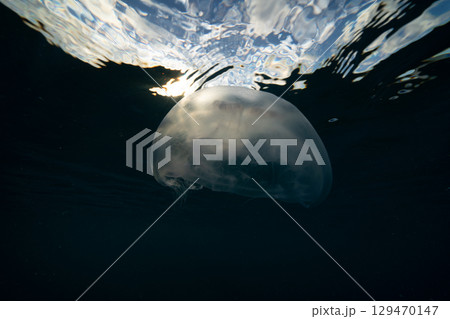 夕暮れの海を漂うミズクラゲ　小笠原 129470147