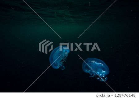 夕暮れの海を漂うミズクラゲ　小笠原 129470149