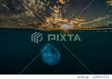 夕暮れの海を漂うミズクラゲ　小笠原 129470153