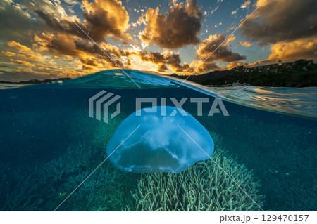 夕暮れの海を漂うミズクラゲ 小笠原 夕暮れの海を漂うミズクラゲ 小笠原 129470157