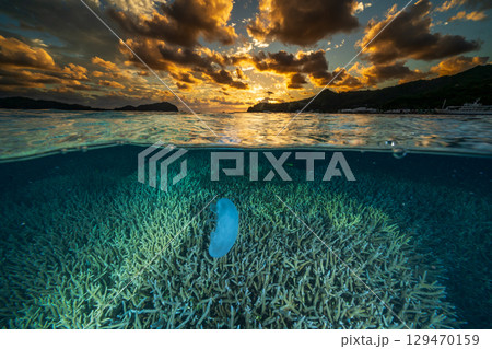 夕暮れの海を漂うミズクラゲ　小笠原 129470159