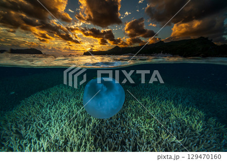 夕暮れの海を漂うミズクラゲ　小笠原 129470160