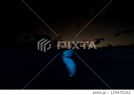 夕暮れの海を漂うミズクラゲ　小笠原 129470162