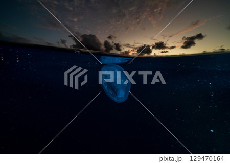 夕暮れの海を漂うミズクラゲ　小笠原 129470164