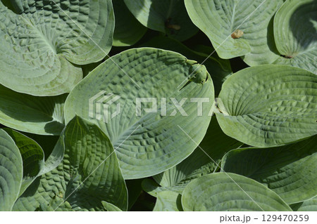 Plantain lily Elegans 129470259