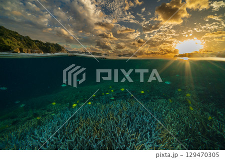 夕暮れのエダサンゴの海　小笠原　製氷海岸 129470305