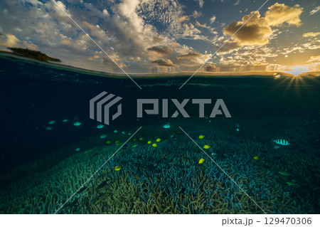 夕暮れのエダサンゴの海　小笠原　製氷海岸 129470306