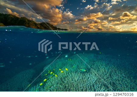 夕暮れのエダサンゴの海　小笠原　製氷海岸 129470316