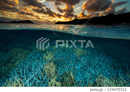 夕暮れのエダサンゴの海　小笠原　製氷海岸 129470322