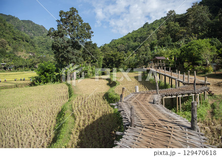 THAILAND PHRAE WAT NA KHU HA RICEFIELD 129470618