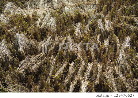 THAILAND PHRAE WAT NA KHU HA RICEFIELD 129470627