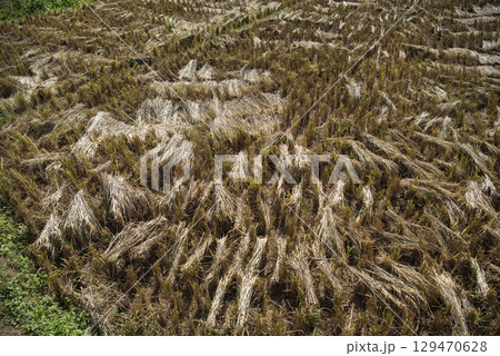 THAILAND PHRAE WAT NA KHU HA RICEFIELD 129470628