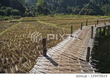 THAILAND PHRAE WAT NA KHU HA RICEFIELD 129470629