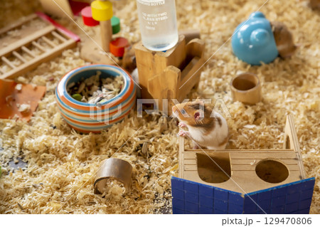 Fluffy Syrian Hamster with wooden hamster house in a cage. 129470806