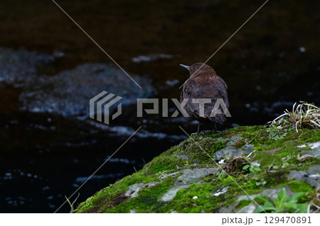川や山で見られる冬から初夏に見られるかわいい野鳥、カワガラス 129470891