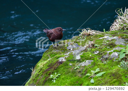 川や山で見られる冬から初夏に見られるかわいい野鳥、カワガラス 川や山で見られる冬から初夏に見られるかわいい野鳥、カワガラス 129470892