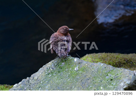 川や山で見られる冬から初夏に見られるかわいい野鳥、カワガラス 129470896