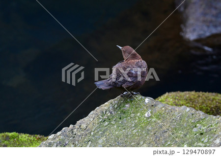 川や山で見られる冬から初夏に見られるかわいい野鳥、カワガラス 川や山で見られる冬から初夏に見られるかわいい野鳥、カワガラス 129470897