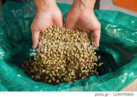 Freshly Harvested Green Coffee Beans Being Sampled From an Open Burlap Bag Held in Hands Against Vibrant Background 129470900