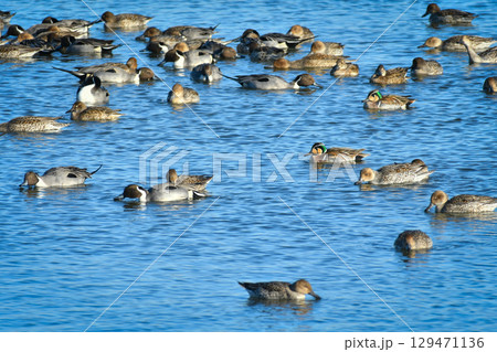 冬から春に公園の池や湖に群れで出会える美しいかわいい野鳥、トモエガモ 冬から春に公園の池や湖に群れで出会える美しいかわいい野鳥、トモエガモ 129471136