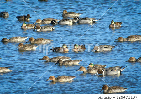 冬から春に公園の池や湖に群れで出会える美しいかわいい野鳥、トモエガモ 冬から春に公園の池や湖に群れで出会える美しいかわいい野鳥、トモエガモ 129471137
