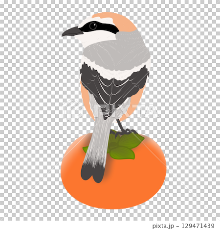 Illustration of a shrike and persimmon 129471439