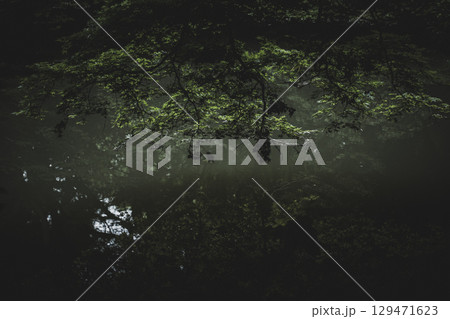 雨の日の六義園 東京都文京区 雨の日の六義園 東京都文京区 129471623