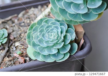Echeveria  runyonii rose or guatemala echeveria or guatemala or Echeveria or Echeveria shaviana or  Delilah or Kalanchoe, Crassulaceae or K blossfeldiana 129471667