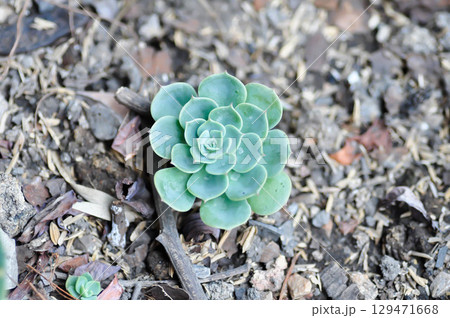 Echeveria  runyonii rose or guatemala echeveria or guatemala or Echeveria or Echeveria shaviana or  Delilah or Kalanchoe, Crassulaceae or K blossfeldiana 129471668