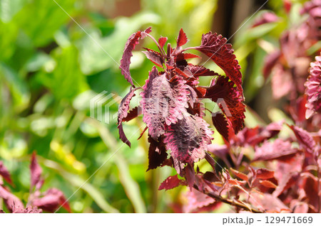 Coleus, Labiatae, Lamiaceae or Painted Nettle or Plectranthus scutellarioides or Solenostemon scutellarioides  or red plant 129471669