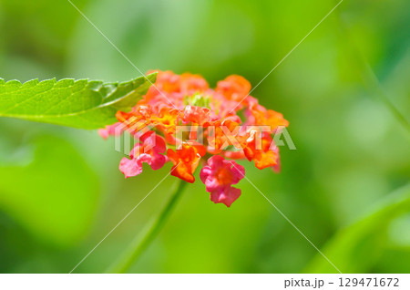 Lantana camara L, Cloth of gold or Hedge flower or Lantana or Weeping lantana or White sage or VERBENACEAE or pink flower 129471672