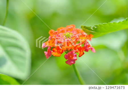 Lantana camara L, Cloth of gold or Hedge flower or Lantana or Weeping lantana or White sage or VERBENACEAE or orange and pink flower 129471673