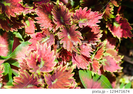 Coleus, Labiatae, Lamiaceae or Painted Nettle or Plectranthus scutellarioides or Solenostemon scutellarioides or red plant Coleus, Labiatae, Lamiaceae or Painted Nettle or Plectranthus scutellarioides or Solenostemon scutellarioides or red plant 129471674