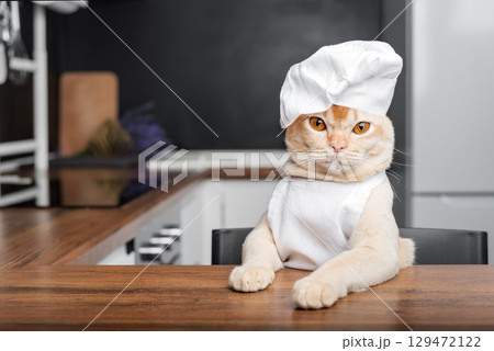 Burmese cat chef awaits a treat in the kitchen. 129472122