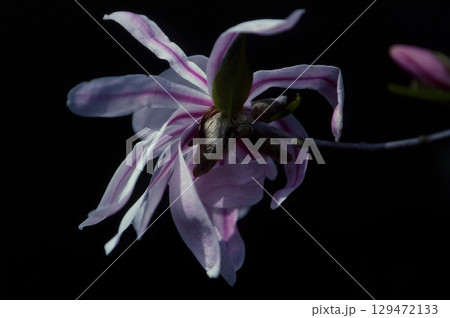 シデコブシ 129472133