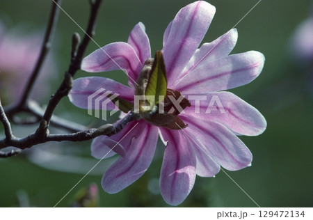 シデコブシ 129472134