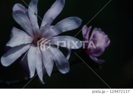 シデコブシ シデコブシ 129472137