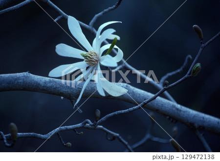 シデコブシ 129472138