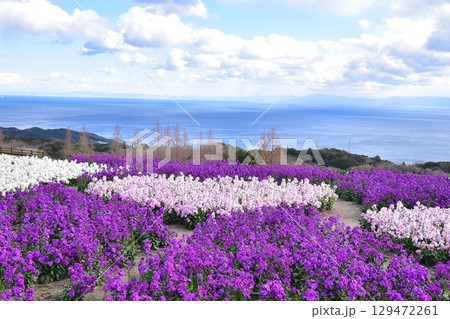 海の見える花畑・淡路島 海の見える花畑・淡路島 129472261