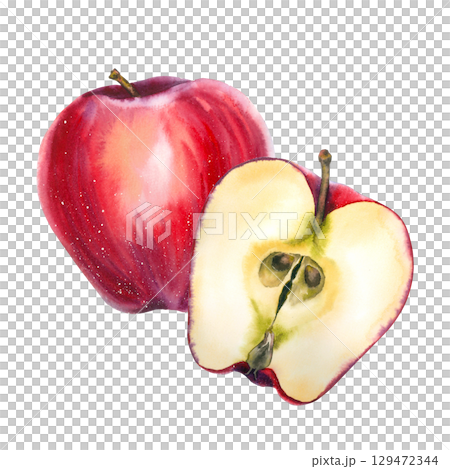 Red and yellow watercolor illustration of whole and sliced apples in realistic style. Perfect for food packaging, juice labels, cookbooks, organic products, farmers markets, and festive food design. 129472344