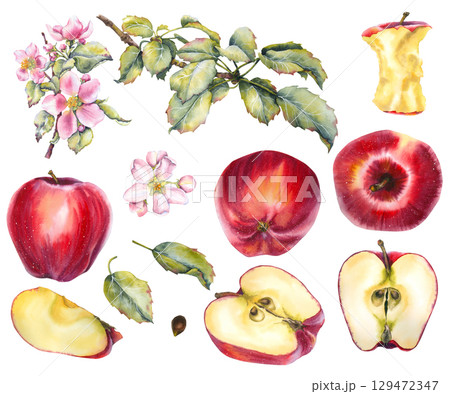 Watercolor set of apple botanical elements: whole apples, half and sliced apples blossom leaves branch core and seed. red, green, pink and yellow hues. for packaging, seasonal design or food branding. Watercolor set of apple botanical elements: whole apples, half and sliced apples blossom leaves branch core and seed. red, green, pink and yellow hues. for packaging, seasonal design or food branding. 129472347