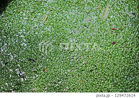 Wolffia globosa on the water. Wolffia globosa on the water. 129472614