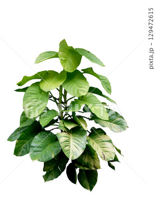 Epipremnum aureum 'Golden Pothos'plant with very large leaves Epipremnum aureum 'Golden Pothos'plant with very large leaves 129472615