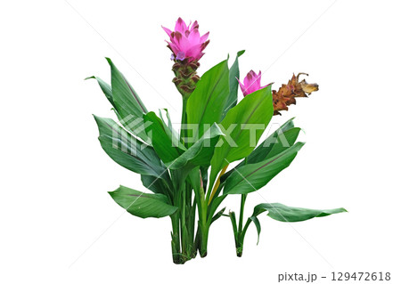 Curcuma alismatifolia Gagnep. Zingiberaceae Zingibereae-Lotus Ginger Curcuma alismatifolia Gagnep. Zingiberaceae Zingibereae-Lotus Ginger 129472618