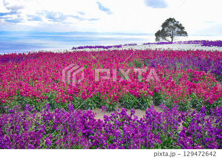 海を望む花畑・あわじ花さじき 129472642